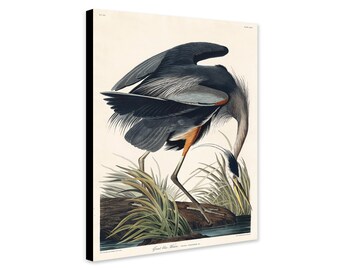 Impresión en lienzo de una garza azul de Audubon: arte vintage de aves