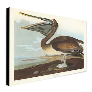 Pelican - Vintage Art by John James Audubon - Wrapped Frame Canvas - Rolled Canvas - Photo/Poster Print