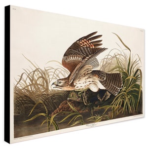 Winter Hawk aus Birds of America (1827) von John James Audubon Vintage Wandkunst - Gewickelte Leinwand - Foto/Posterdruck