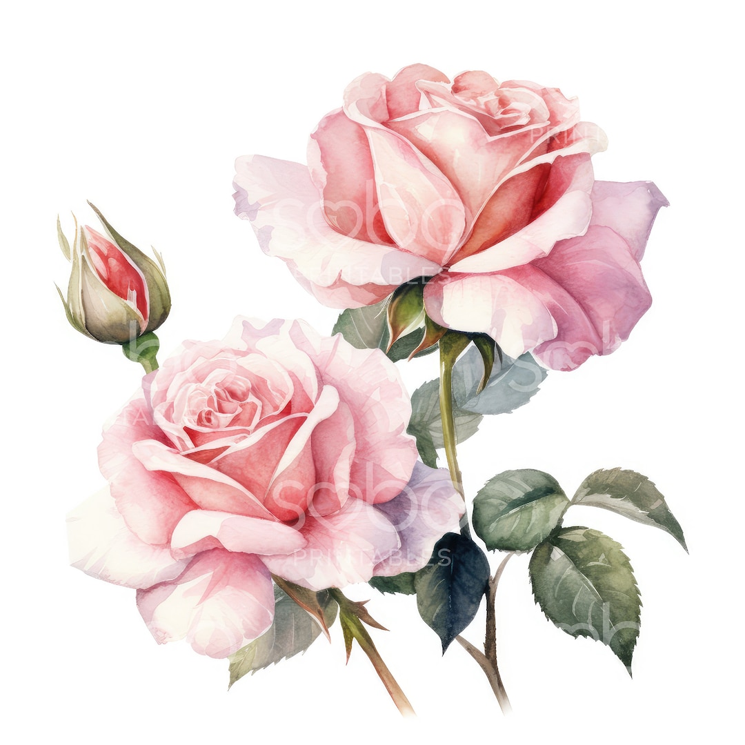 Pink Roses Clipart - 11 High Quality Jpgs, Digital Download, Junk ...