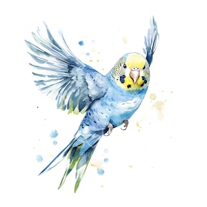 27 Budgie Bird Clipart, Watercolor Budgerigar, Bird Clipart, Printable Watercolor, High Quality JPGs, Digital Download, Paper Craft S642
