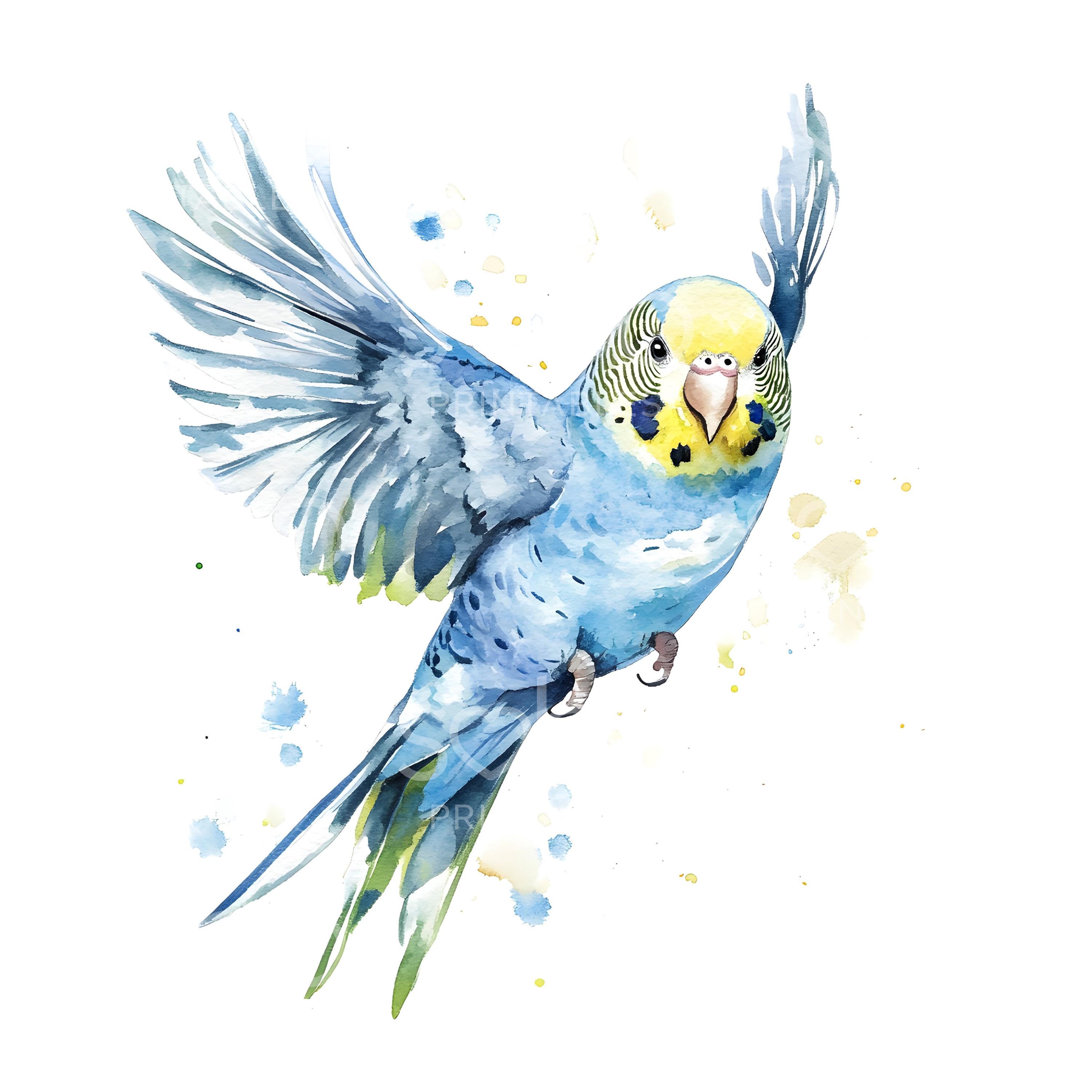 27 セキセイインコの鳥のクリップアート、水彩画のセキセイインコ、鳥