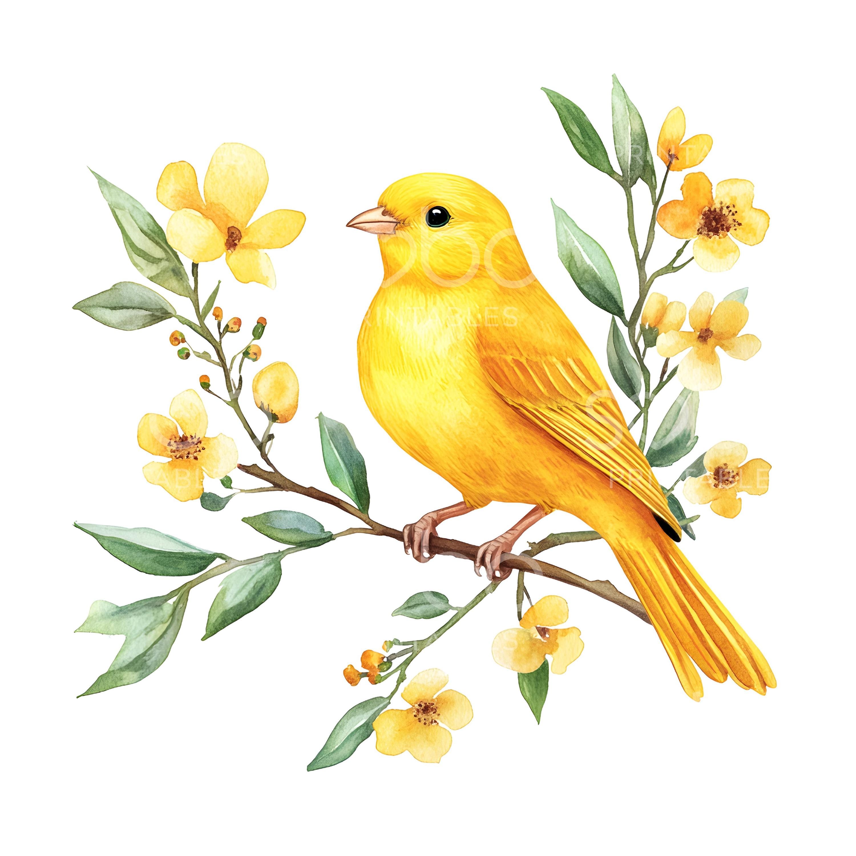 16 カナリア鳥のクリップアート、かわいい水彩画のカナリア鳥、高品質