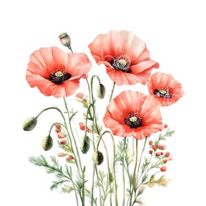 25 cliparts fleurs pavot, art mural coquelicots rouges, clipart coquelicot, aquarelle imprimable, fichiers JPG de haute qualité, téléchargement numérique, créations en papier S975