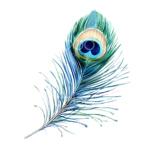 20 Clipart plume de paon, jolies plumes de paon, aquarelle imprimable, fichiers JPG de haute qualité, téléchargement numérique, créations en papier, journal indésirable S550
