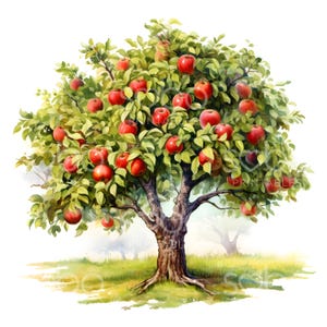 14 Clipart de macieira, clipart de maçãs, clipart de aquarela para impressão de outono, JPGs de alta qualidade, download digital, arte de parede, artesanato em papel S214