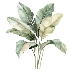 May include: Watercolor illustration of a tropical plant with large, green and cream-colored leaves. The leaves have a soft, textured appearance, and the stems are a light brown. The image is set against a white background.