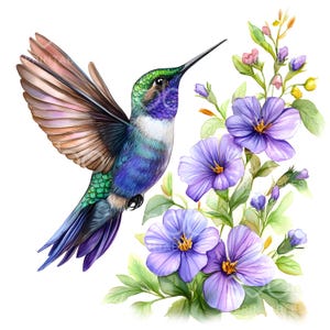16 Clipart colibri, Colibri Clipart, Clipart aquarelle imprimable, fichiers JPG de haute qualité, téléchargement numérique, art mural, travaux manuels S228