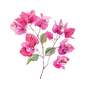 23 Clipart di fiori di bouganville, fiori rosa, arte di bouganville, clipart di acquerelli, JPG di alta qualità, download digitale, carta per lavoretti S996