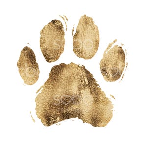 May include: A gold paw print with a textured, brushstroke effect. The print is isolated against a white background.