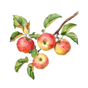 22 äppelgren Clipart, kök Clipart, färska äpplen, utskrivbar akvarell Clipart, högkvalitativ JPG, digital nedladdning, papperspyssel U104