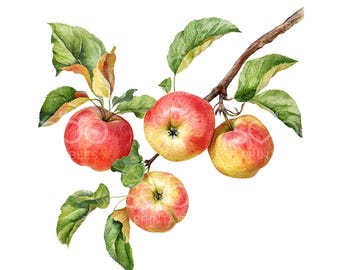 22 Apfel Zweig Clipart, Küchen Clipart, frische Äpfel, druckbare Aquarell Clipart, hochwertige JPG, digitaler Download, Papierhandwerk U104