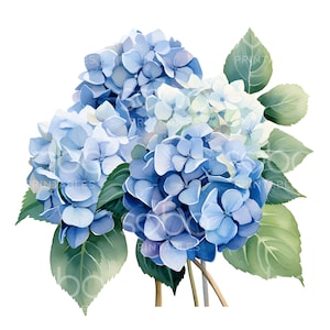 19 imágenes prediseñadas de ramo de hortensias, hortensia azul, archivos JPG de alta calidad, acuarela imprimible, descarga digital, manualidades de papel, diario basura S118