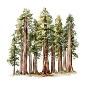 24 Redwood Trees Clipart, Woodland Forest, Giant Sequoia Trees, Printable Watercolor, High Quality JPGs, Digital Download Junk Journal S473