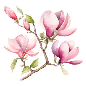 19 Magnolia Branch Clipart, Magnolia Flowers, High Quality JPGs, Printable Watercolor Art, Digital Download, Paper Craft, Junk Journal S122