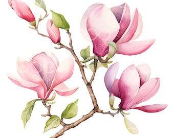 May include: A watercolor painting of a magnolia branch with pink flowers and green leaves. The flowers are in various stages of bloom, with some fully open and others still in bud.