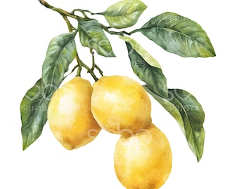 23 Lemon Branch Clipart, Kitchen Clipart, Lemon Tree Art, High Quality JPGs, Printable Art, Digital Download, Paper Craft, Junk Journal S751