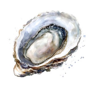 18 clipart de ostra única, clipart de frutos do mar, clipart de aquarela para impressão, JPGs de alta qualidade, download digital, artesanato em papel, diário de lixo S702