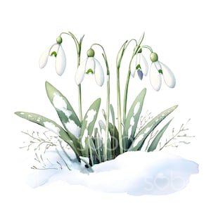 24 imágenes prediseñadas de campanillas de invierno, imágenes prediseñadas de flores de invierno, archivos JPG de alta calidad, acuarela imprimible, descarga digital, manualidades de papel, diario basura S400