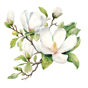 13 clipart branco de magnólia, flores de magnólia, JPGs de alta qualidade, arte em aquarela para impressão, download digital, artesanato em papel, Junk Journal S126