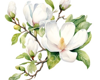 13 Magnolia White Clipart, Magnolia Flowers, High Quality JPGs, Printable Watercolor Art, Digital Download, Paper Craft, Junk Journal S126