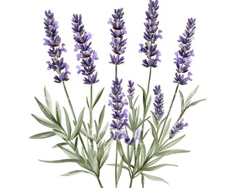 24 Lavender Flower Clipart, Lavender Wreath, Lavender Bouquet, High Quality JPGs, Printable Watercolor, Digital Download, Paper Craft U291