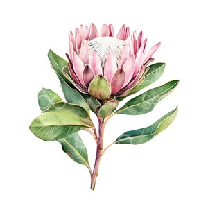 18 clipart de flores de protea, flor de protea king aquarela para impressão, JPGs de alta qualidade, download digital, artesanato em papel, diário de lixo S422