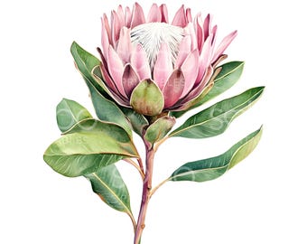 May include: A watercolour painting of a pink protea flower with green leaves. The flower is in bloom and has a white centre.