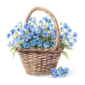 18 Forget Me Not Basket Clipart, fleurs de myosotis, clipart aquarelle imprimable, fichiers JPG de haute qualité, téléchargement numérique, créations en papier S661