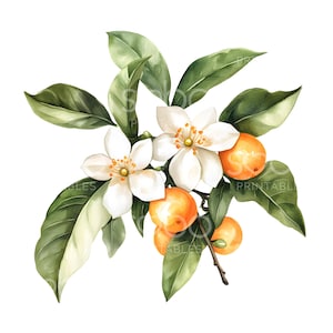 May include: Watercolour painting of a branch of a citrus tree with white blossoms and small orange fruits. The leaves are green and the flowers have yellow centres.