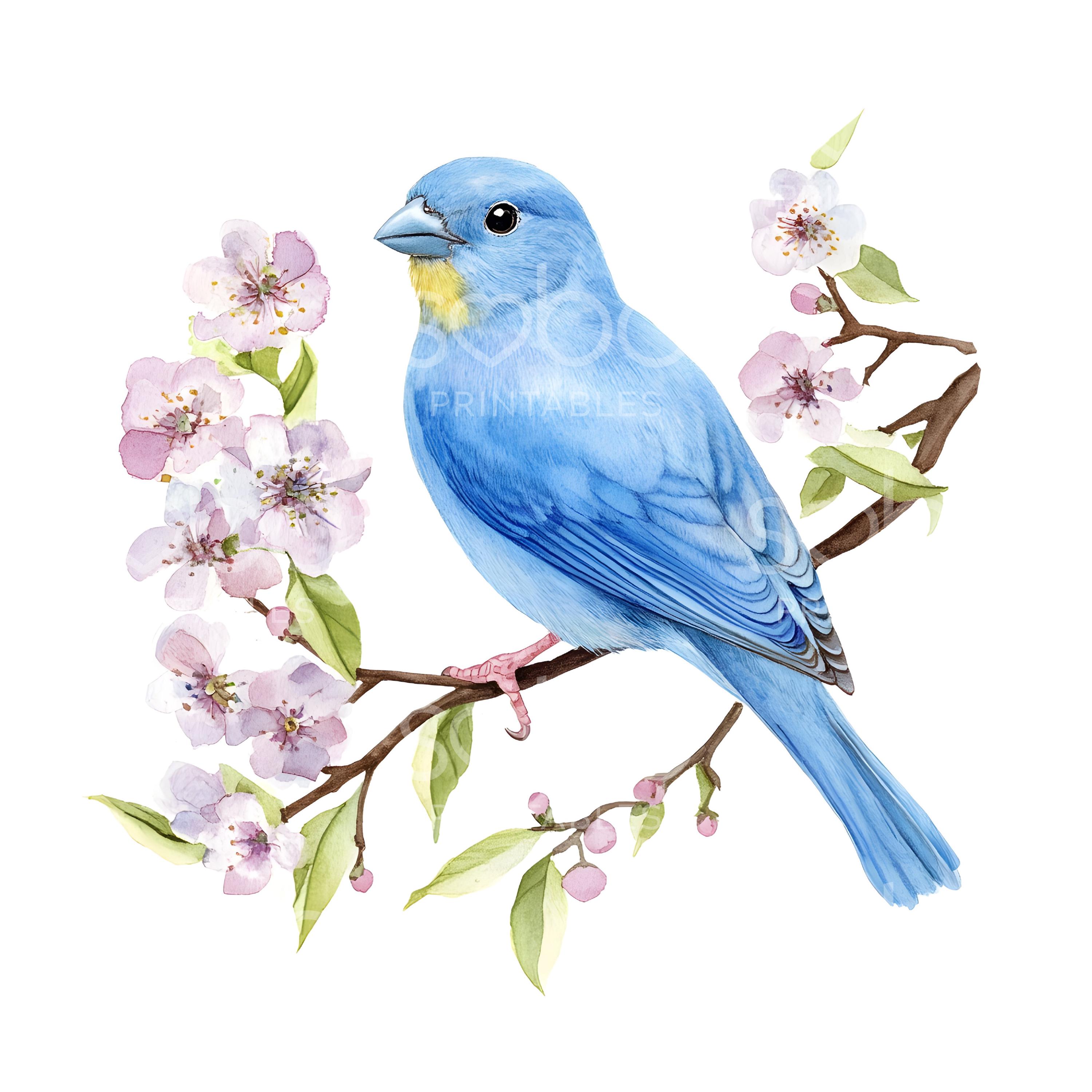 16 カナリア鳥のクリップアート、かわいい水彩画のカナリア鳥、高品質