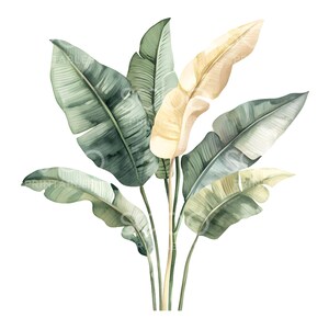 May include: Watercolor illustration of a tropical plant with large, textured leaves. The leaves are various shades of green and a pale yellow, with visible veins. The plant has multiple stems and is set against a white background.