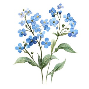 20 Forget Me Not Clipart, Fiori Forget-Me-Not, Ghirlanda floreale, Acquerello stampabile, JPG di alta qualità, Download digitale, Carta artigianale S346