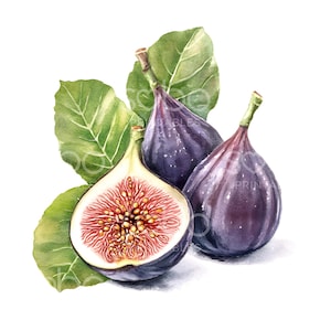 22 Fichi con foglie Clipart, Clipart di frutta, Fichi verdi acquerellati, JPG di alta qualità, Download digitale, Carta artigianale, Junk Journal S680