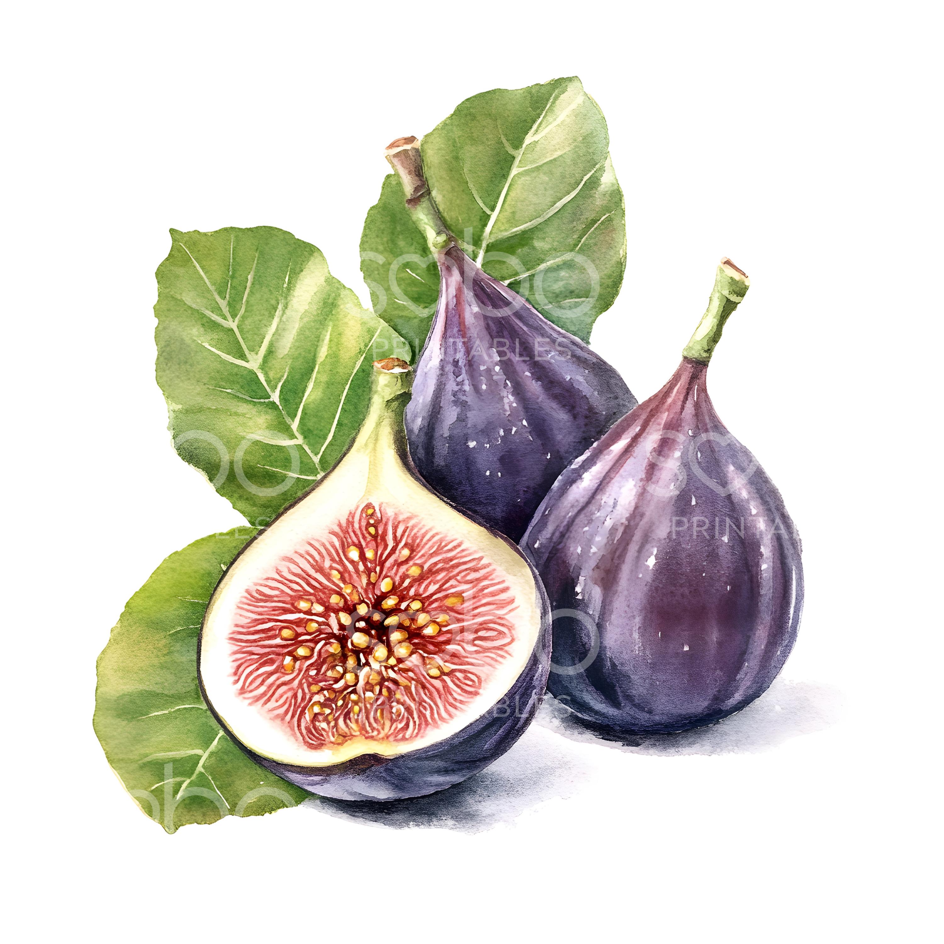 22 Figs with Leaves Clipart, Fruit Clipart, Watercolor Green Figs, High Quality JPG, Digital Download, Paper Craft, Junk Journal S680