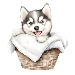 22 husky in mand clipart, schattige husky puppy hondje, aquarel clipart, hoge kwaliteit jpg's, digitale download, hoge resolutie, Paper Craft S705