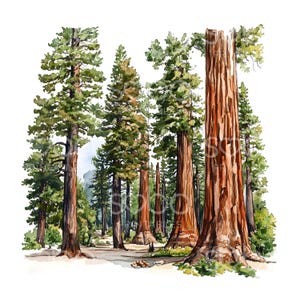 21 cliparts d'arbres de séquoias géants, art de la forêt de séquoias, aquarelle imprimable, fichiers JPG de haute qualité, téléchargement numérique, créations en papier, journal S621