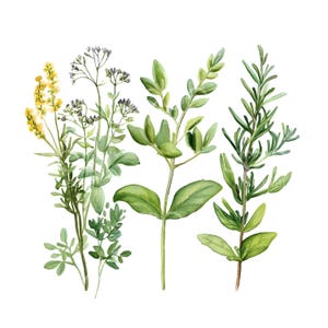 Könnte beinhalten: Eine Aquarell-Illustration von vier verschiedenen Kräutern: Rosmarin, Oregano, Thymian und einem gelben blühenden Kraut.