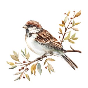 26 Mus op tak Clipart, Mus Bird, Afdrukbare aquarel Clipart, Hoge kwaliteit JPG, Digitale Download, Paper Craft, Junk Journal S420
