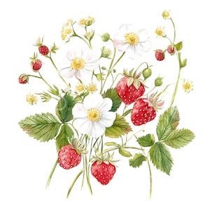 20 imágenes prediseñadas de fresas silvestres, bayas del bosque, fresas frescas, acuarela imprimible, archivos JPG de alta calidad, descarga digital, manualidades de papel S344