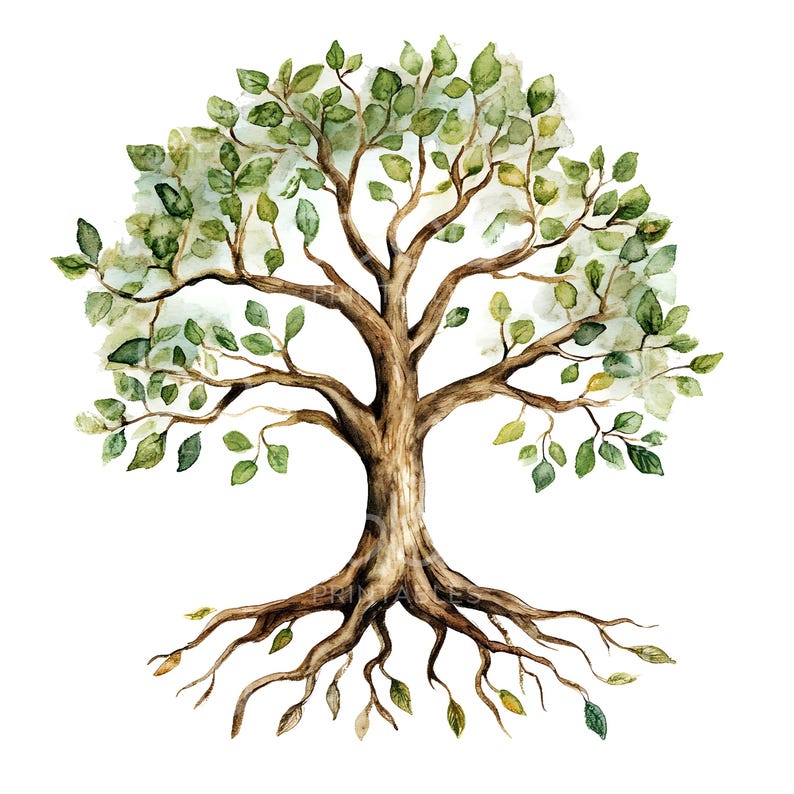 May include: Watercolor painting of a tree with green leaves and brown branches. The tree has a thick trunk and a large root system.