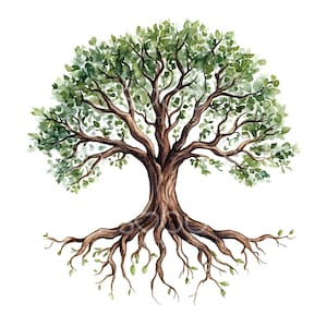 May include: Watercolor painting of a large tree with a thick trunk and a wide, spreading canopy of green leaves. The tree has a complex root system that extends out from the trunk and into the ground.