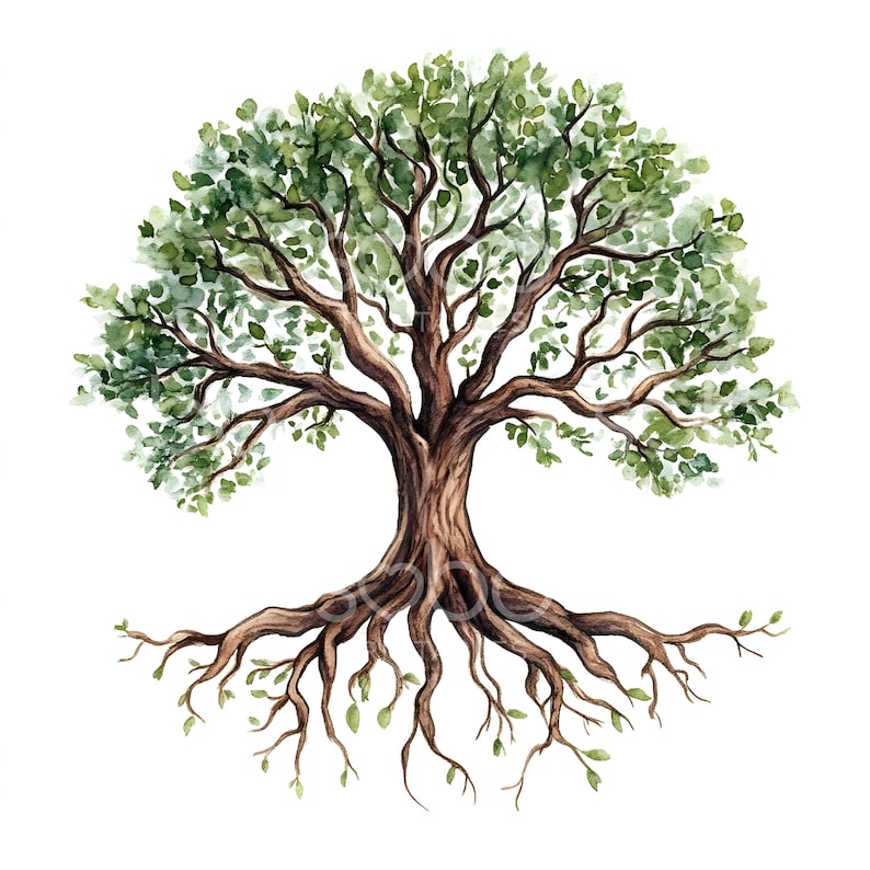 May include: Watercolor painting of a large tree with a thick trunk and a wide, spreading canopy of green leaves. The tree has a complex root system that extends out from the trunk and into the ground.