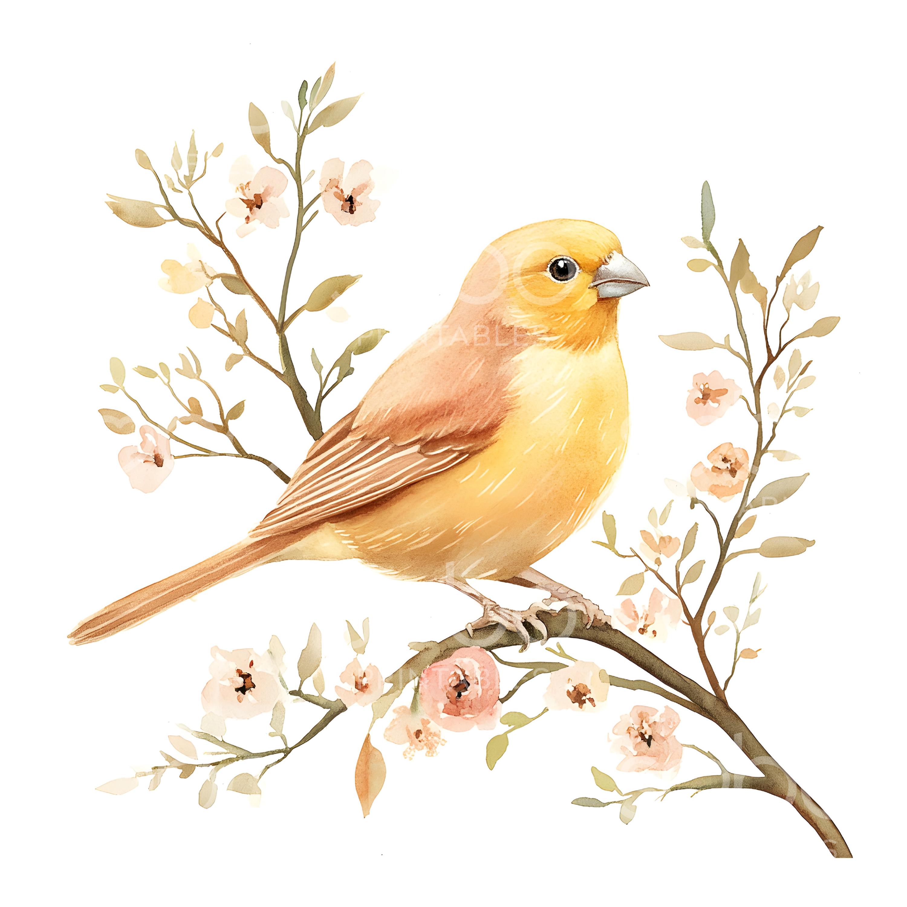 16 カナリア鳥のクリップアート、かわいい水彩画のカナリア鳥、高品質