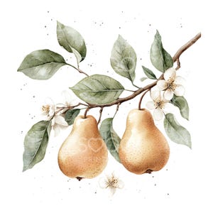 22 Vintage Birne Clipart, Birnen Obst Druck, Küchen Wandkunst, druckbare Aquarell, hochwertige JPGs, digitaler Download, Papierhandwerk S456