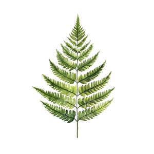 Clipart de feuille de fougère unique, Clipart fougère, aquarelle imprimable, fichiers JPG de haute qualité, téléchargement numérique, haute résolution, créations en papier S764