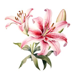 12 cliparts Stargazer Lily, fleurs florales, fichiers JPG de haute qualité, aquarelle imprimable, téléchargement numérique, créations en papier, journal indésirable S192