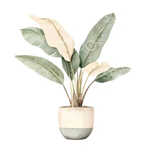 May include: Watercolor illustration of a potted plant with large, green and cream-colored leaves. The plant is in a two-toned pot, with a cream-colored top and a light green base. The image is on a white background.