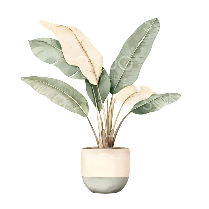 May include: Watercolor illustration of a potted plant with large, green and cream-colored leaves. The plant is in a two-toned pot, with a cream-colored top and a light green base. The image is on a white background.
