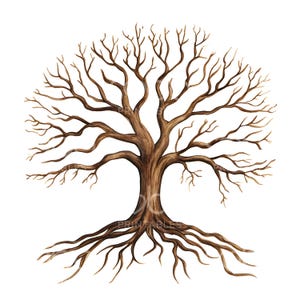 24 Clipart radici di quercia, albero genealogico di quercia, Clipart acquerello stampabile, JPG di alta qualità, download digitale, diario di carta artigianale S549